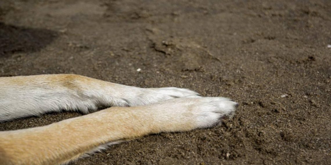 Kalua, la perrita salchicha de Puebla, victime d&rsquo;un terrible acte de cruauté avec de l&rsquo;eau bouillante