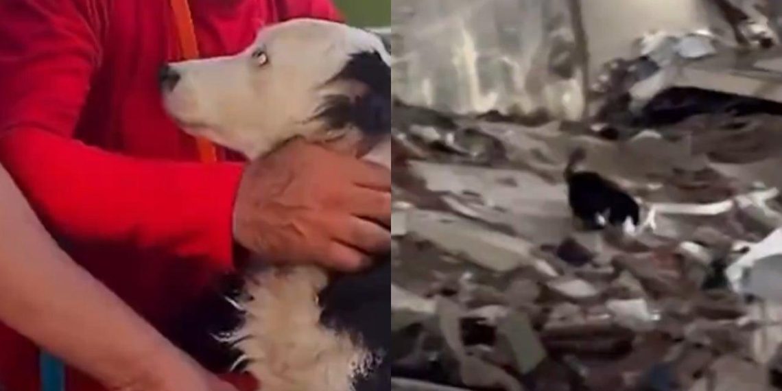 Tsunami, le chien sauveur : de l'abandon à héros au service de la vie au Venezuela - plare. Tsunami, le chien sauveur : de l’abandon à héros au service de la vie au Venezuela