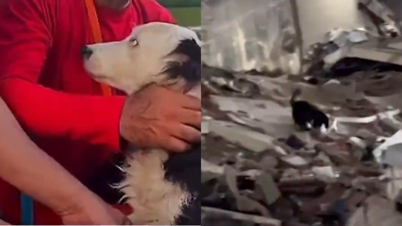 Tsunami, le chien sauveur : de l&rsquo;abandon à héros au service de la vie au Venezuela
