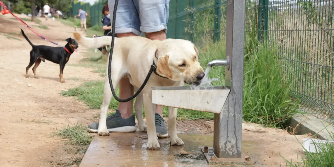 "Prévenir le coup de chaleur chez les chiens : identifiez les signes et agissez rapidement cet été" - plare. « Prévenir le coup de chaleur chez les chiens : identifiez les signes et agissez rapidement cet été »