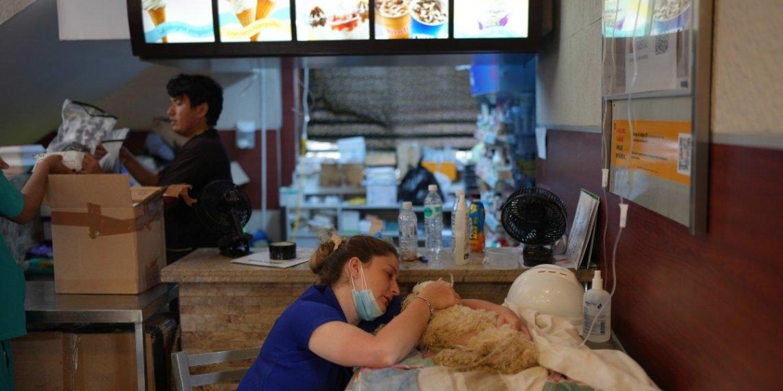 « État des refuges d&rsquo;animaux au Venezuela après le tremblement de terre : une situation alarmante à suivre »
