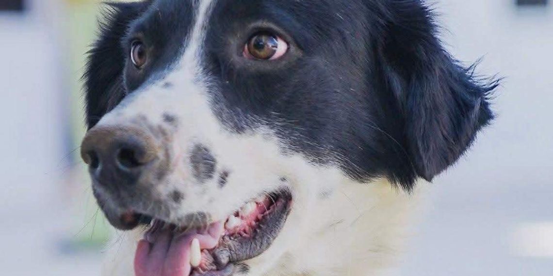 Prévenir les risques pour chiens et chats pendant la saison des pluies : conseils essentiels pour leur sécurité