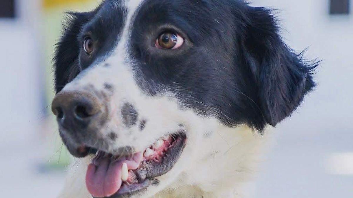 Prévenir les risques pour chiens et chats pendant la saison des pluies : conseils essentiels pour leur sécurité