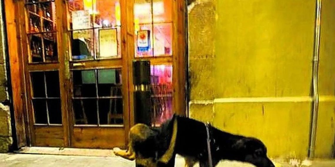 Sanciones y normativa sobre la tenencia responsable de perros en Ortuella : lo que debes saber
