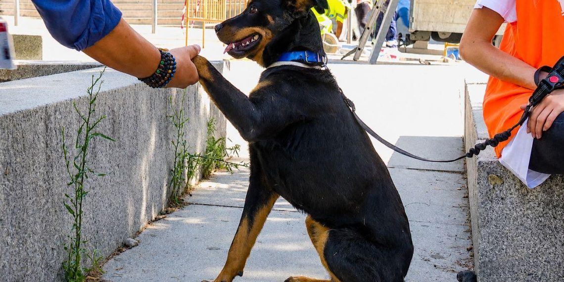 « Campagnes d’alerte sur l’abandon d’animaux en Espagne : un drame d’été à ne pas ignorer » - plare. « Campagnes d’alerte sur l’abandon d’animaux en Espagne : un drame d’été à ne pas ignorer »