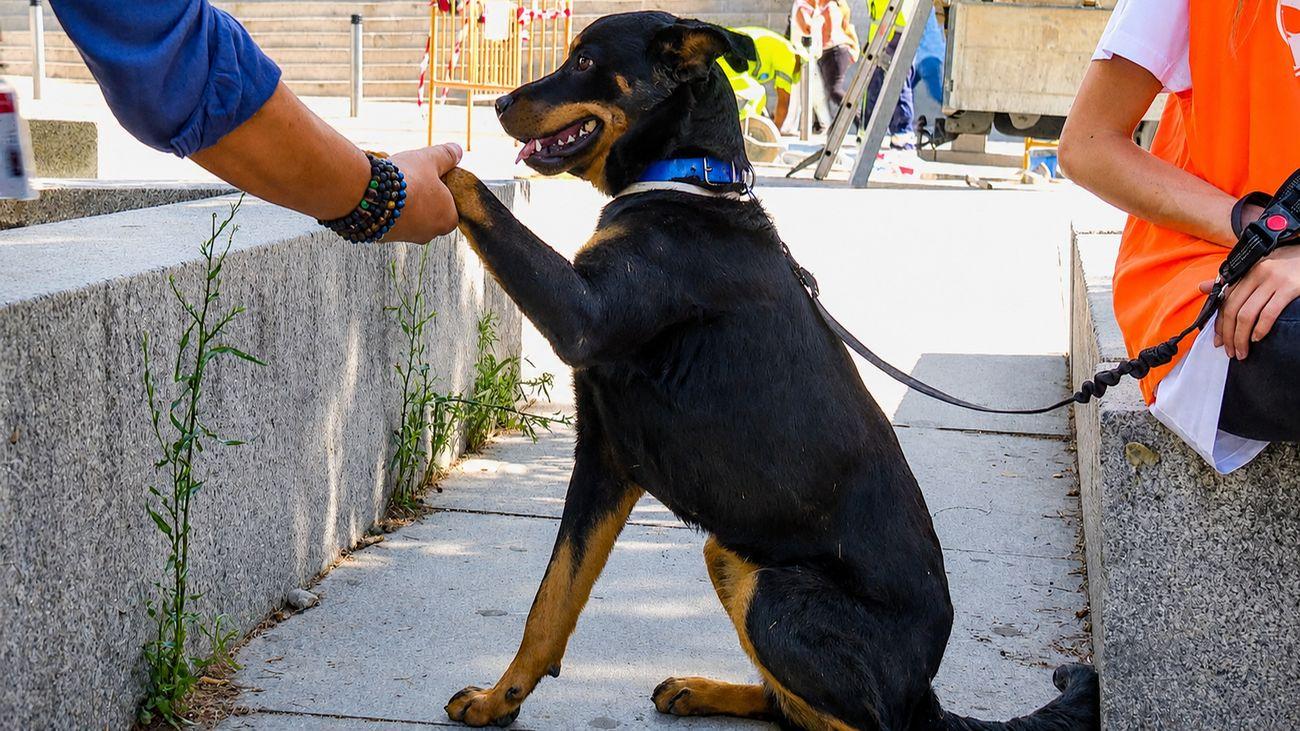 « Campagnes d’alerte sur l’abandon d’animaux en Espagne : un drame d’été à ne pas ignorer » - plare. « Campagnes d’alerte sur l’abandon d’animaux en Espagne : un drame d’été à ne pas ignorer »