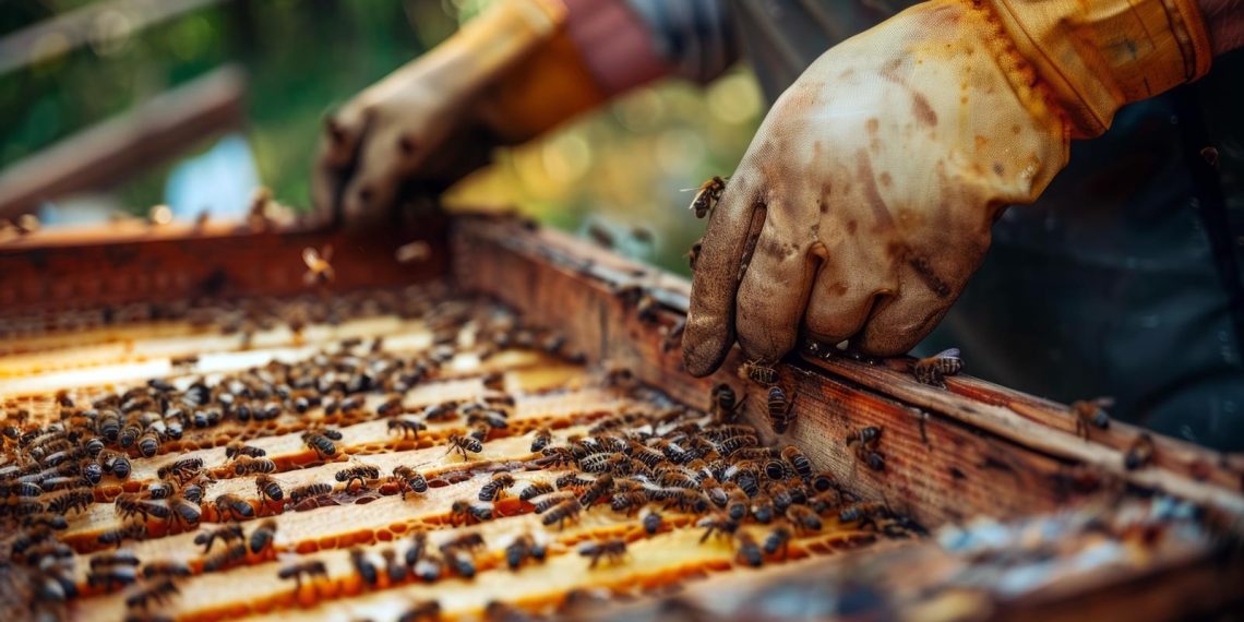 Apiculture traditionnelle et écologique : guide complet pour une production durable de miel bio - plare. Apiculture traditionnelle et écologique : guide complet pour une production durable de miel bio