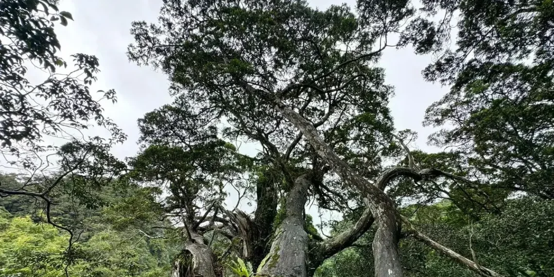 Ecoturismo marítimo en las Rías Baixas: el barco Chasula conquista a los viajeros responsables - plare. Ecoturismo marítimo en las Rías Baixas: el barco Chasula conquista a los viajeros responsables