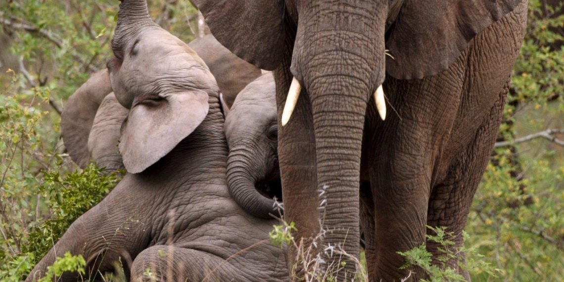 Éléphant africain de forêt : l’ingénieur discret qui aide à freiner le changement climatique - plare. Éléphant africain de forêt : l’ingénieur discret qui aide à freiner le changement climatique