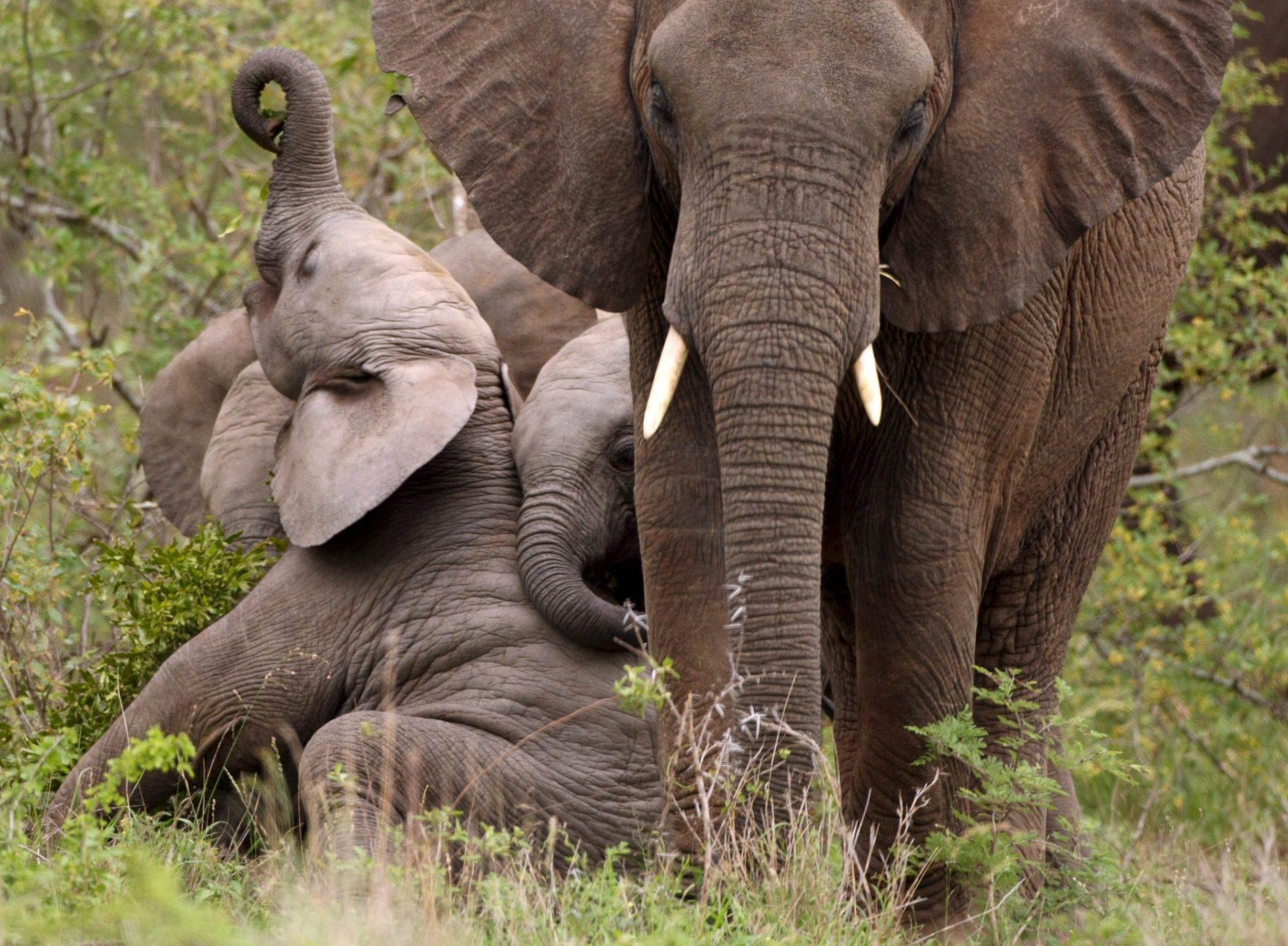 Éléphant africain de forêt : l’ingénieur discret qui aide à freiner le changement climatique