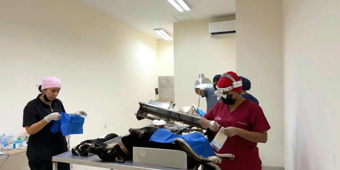 Esterilisation gratuite des animaux de compagnie : forte demande dans plusieurs villes d'Europe - plare. Esterilisation gratuite des animaux de compagnie : forte demande dans plusieurs villes d’Europe