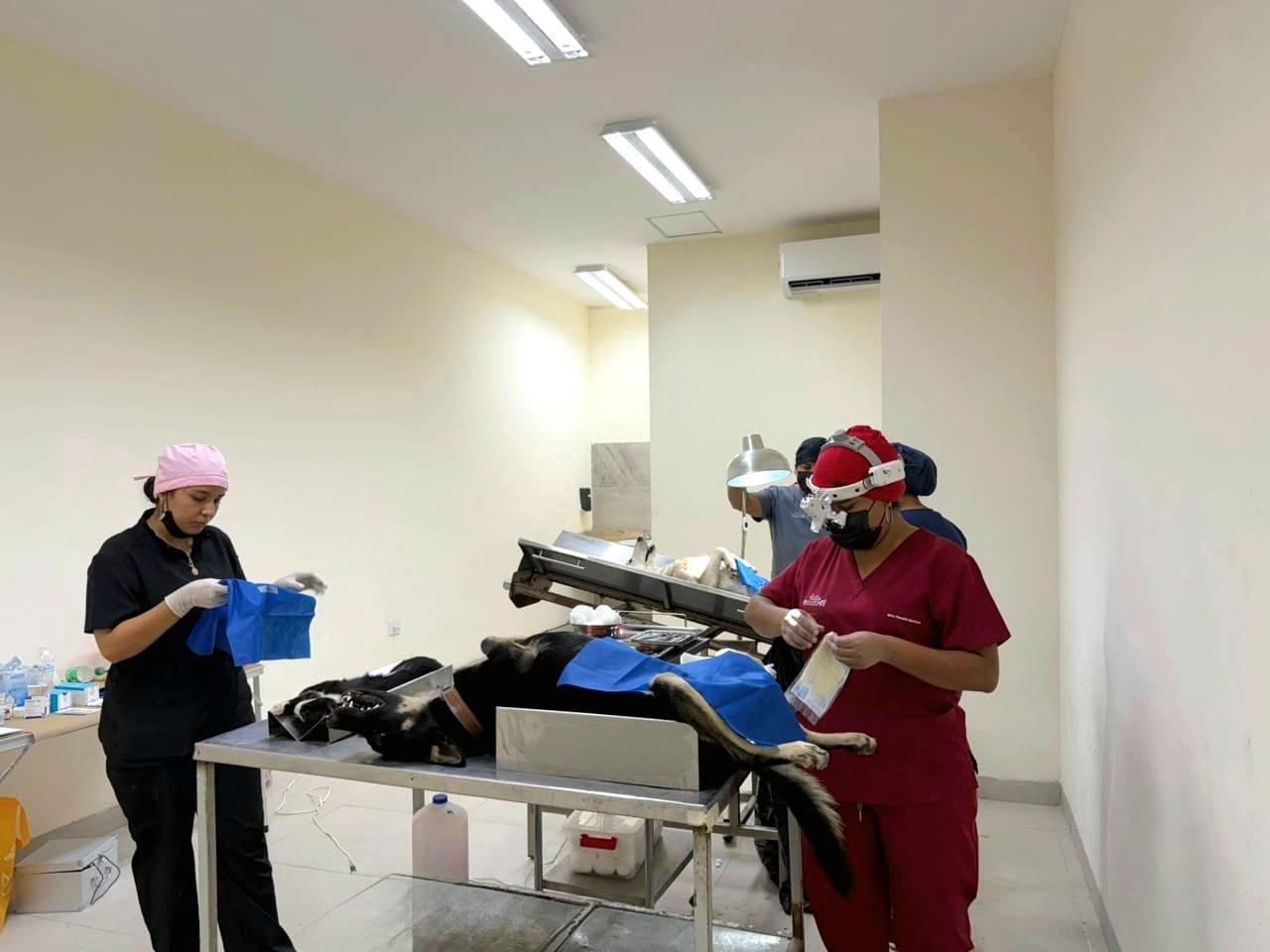 Esterilisation gratuite des animaux de compagnie : forte demande dans plusieurs villes d'Europe - plare. Esterilisation gratuite des animaux de compagnie : forte demande dans plusieurs villes d’Europe