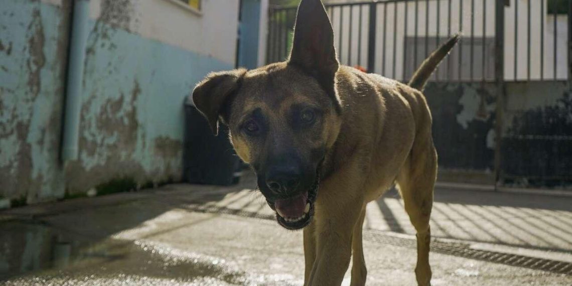 Ceuta investit 394 000 euros (environ 450 000 dollars) pour la stérilisation des animaux et la vaccination antirabique - plare. Ceuta investit 394 000 euros (environ 450 000 dollars) pour la stérilisation des animaux et la vaccination antirabique
