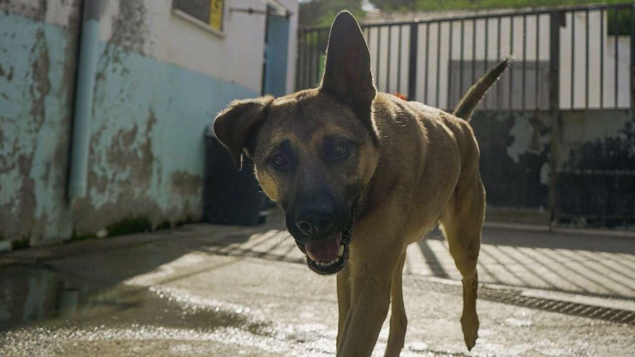 Ceuta investit 394 000 euros (environ 450 000 dollars) pour la stérilisation des animaux et la vaccination antirabique - plare. Ceuta investit 394 000 euros (environ 450 000 dollars) pour la stérilisation des animaux et la vaccination antirabique