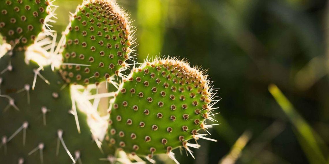 Residuos de nopal transformados en fertilizante orgánico para restaurar suelos degradados
