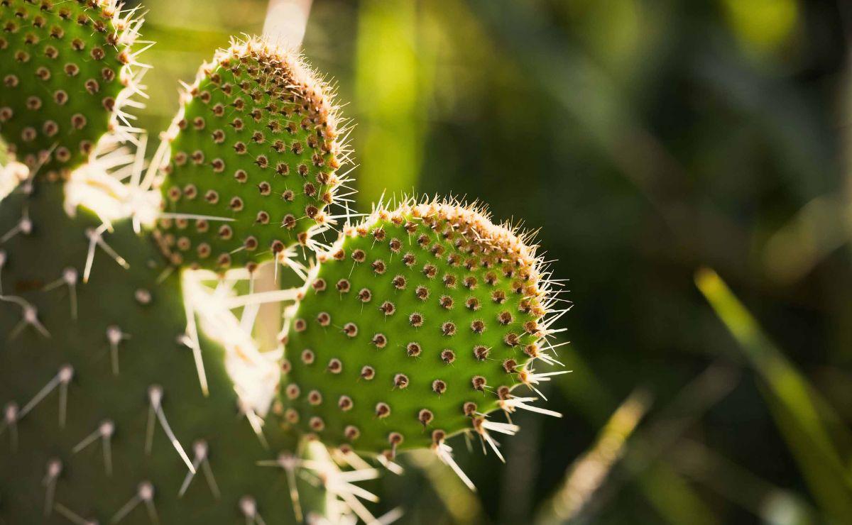 Residuos de nopal transformados en fertilizante orgánico para restaurar suelos degradados