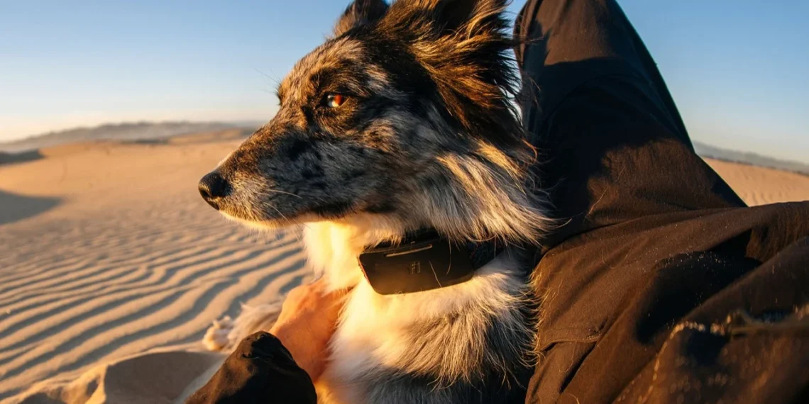 Traceur GPS pour chien avec Starlink : suivi sans réseau mobile partout