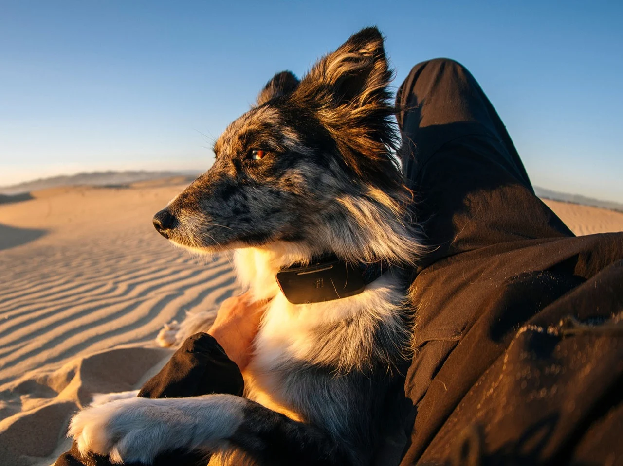 Traceur GPS pour chien avec Starlink : suivi sans réseau mobile partout