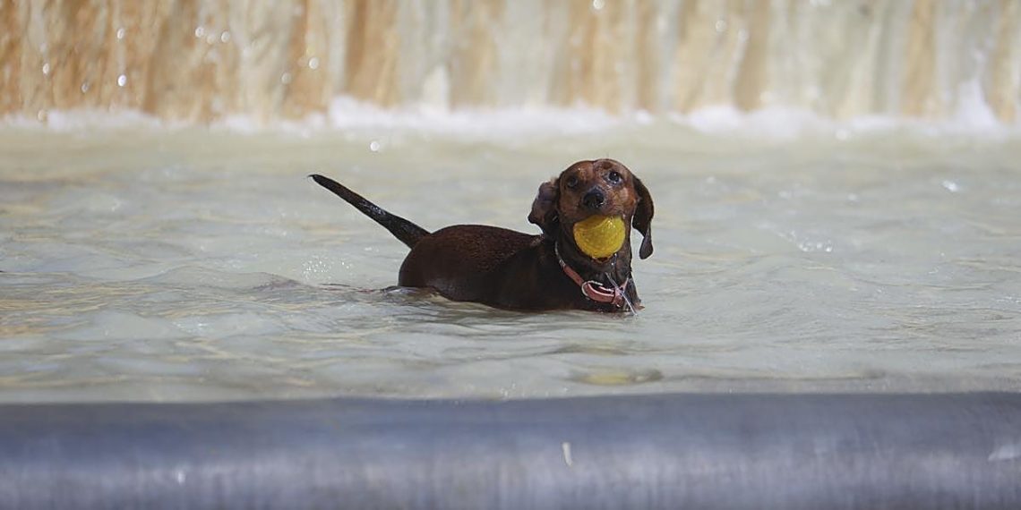Golpe de calor en perros : identifica los síntomas y aprende a prevenirlo eficazmente