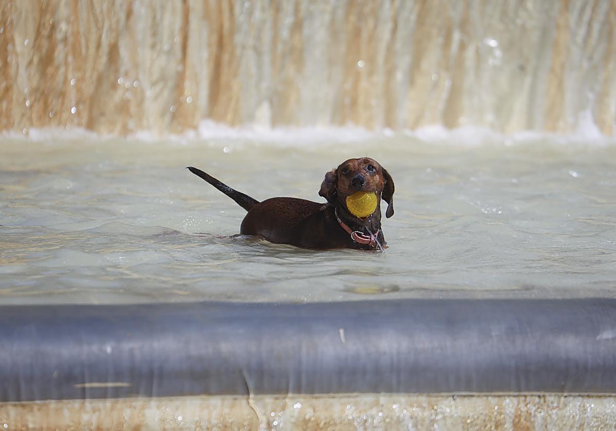 Golpe de calor en perros : identifica los síntomas y aprende a prevenirlo eficazmente - plare. Golpe de calor en perros : identifica los síntomas y aprende a prevenirlo eficazmente