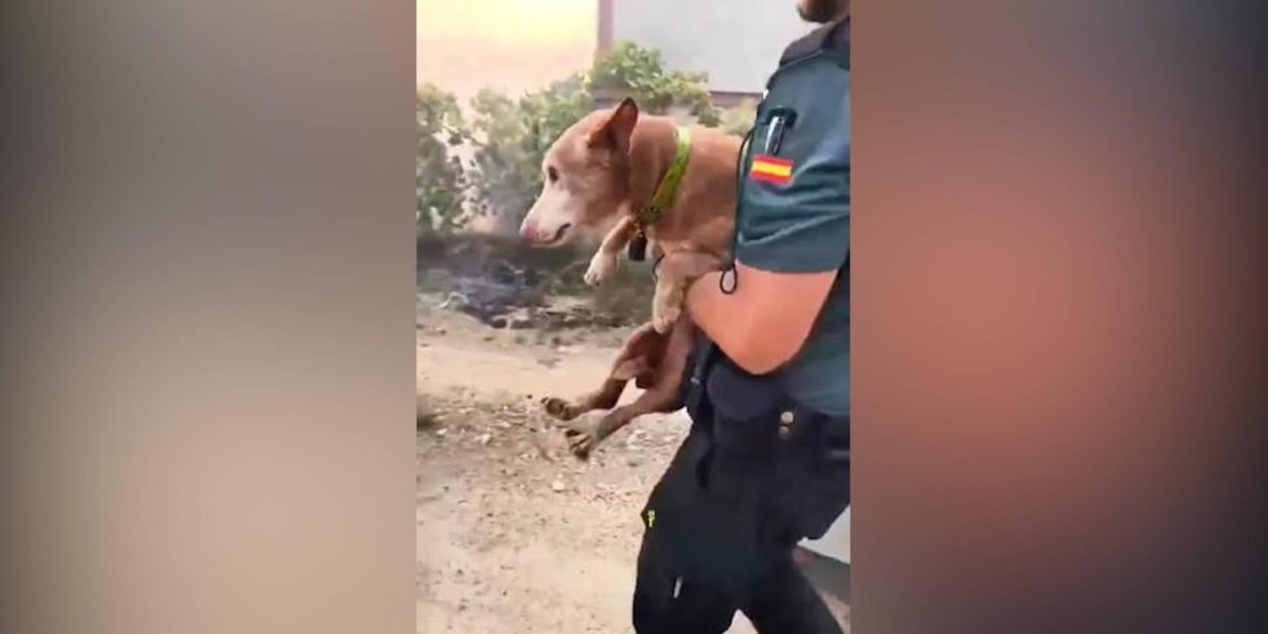 Incendie de Los Gallardos : sauvetage et protection des animaux victimes du sinistre. - plare. Incendie de Los Gallardos : sauvetage et protection des animaux victimes du sinistre.