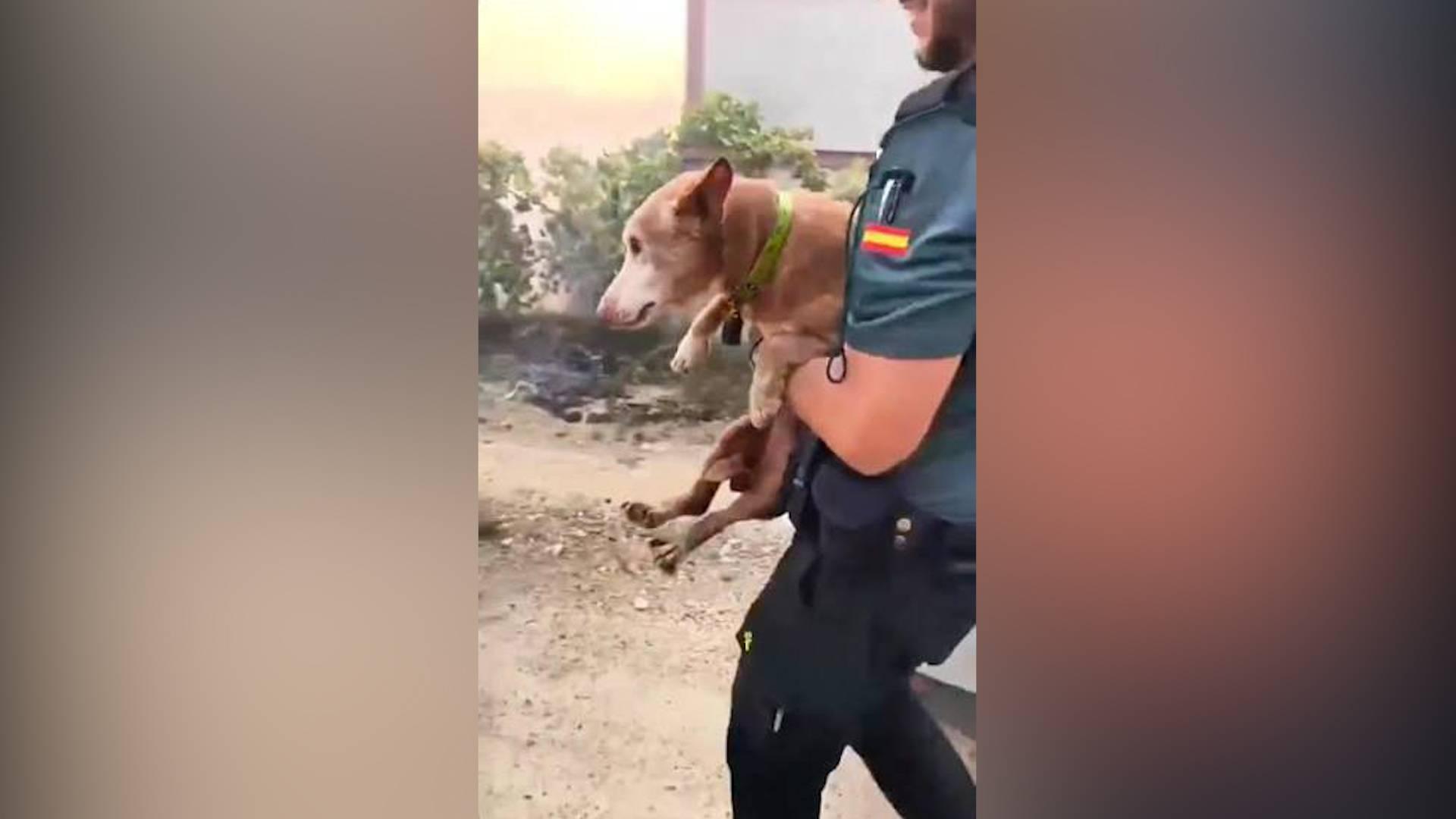 Incendie de Los Gallardos : sauvetage et protection des animaux victimes du sinistre. - plare. Incendie de Los Gallardos : sauvetage et protection des animaux victimes du sinistre.