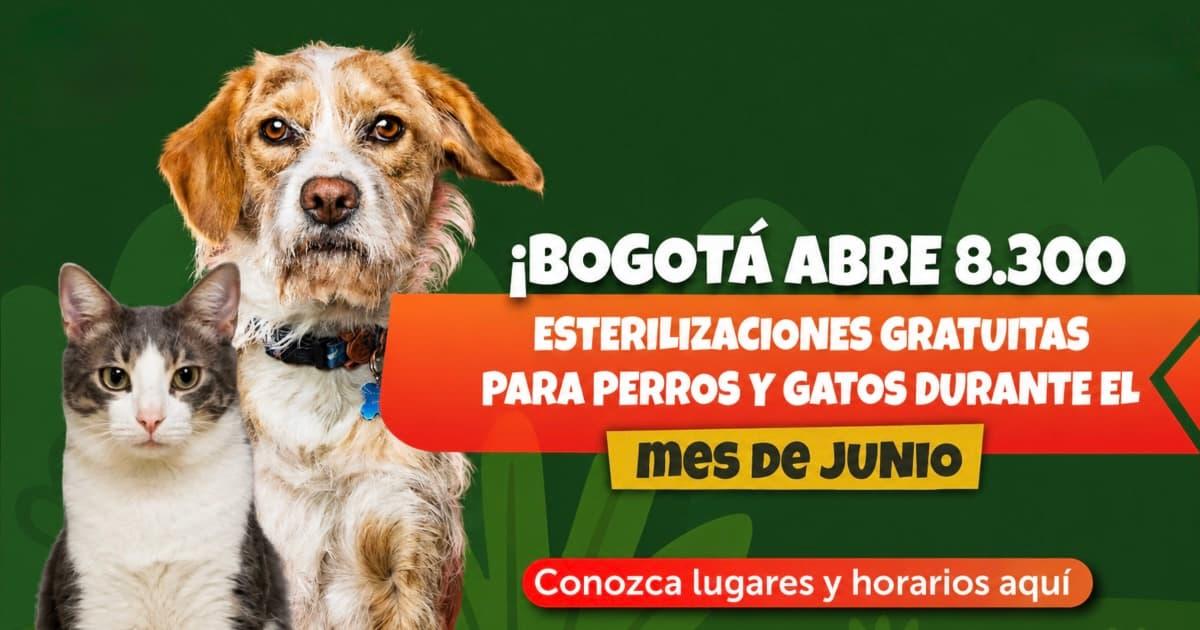 Impulsion au financement des journées d&rsquo;esterilisation gratuite pour promouvoir la santé des animaux de compagnie