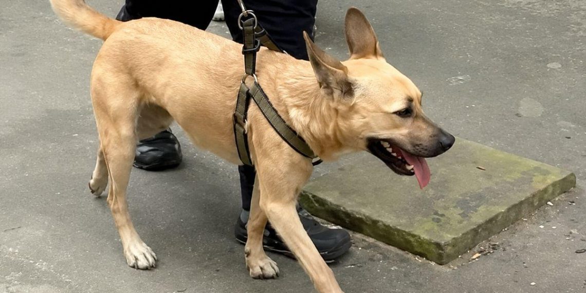 La détermination des chiens de sauvetage au cœur de la tragédie vénézuélienne