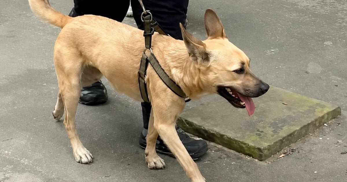 La détermination des chiens de sauvetage au cœur de la tragédie vénézuélienne