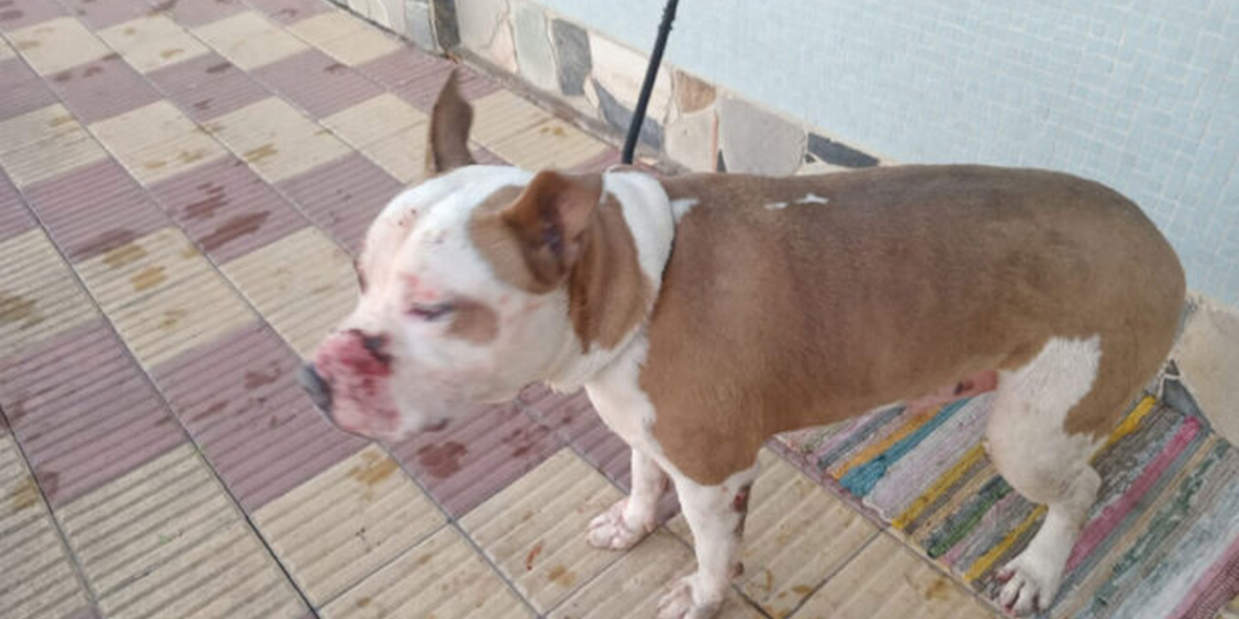 Évaluation des races canines considérées comme dangereuses : réguler ou interdire en Uruguay ?