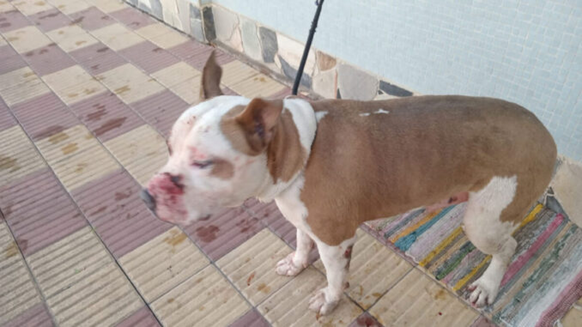 Évaluation des races canines considérées comme dangereuses : réguler ou interdire en Uruguay ?