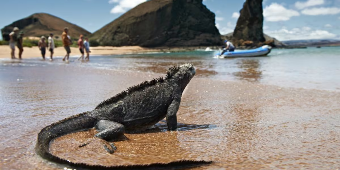 Sara Carbonero et son voyage de résilience aux îles Galápagos : aventure, dépassement de soi et nature sauvage