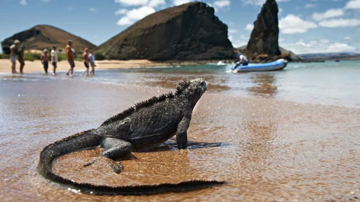 Sara Carbonero et son voyage de résilience aux îles Galápagos : aventure, dépassement de soi et nature sauvage
