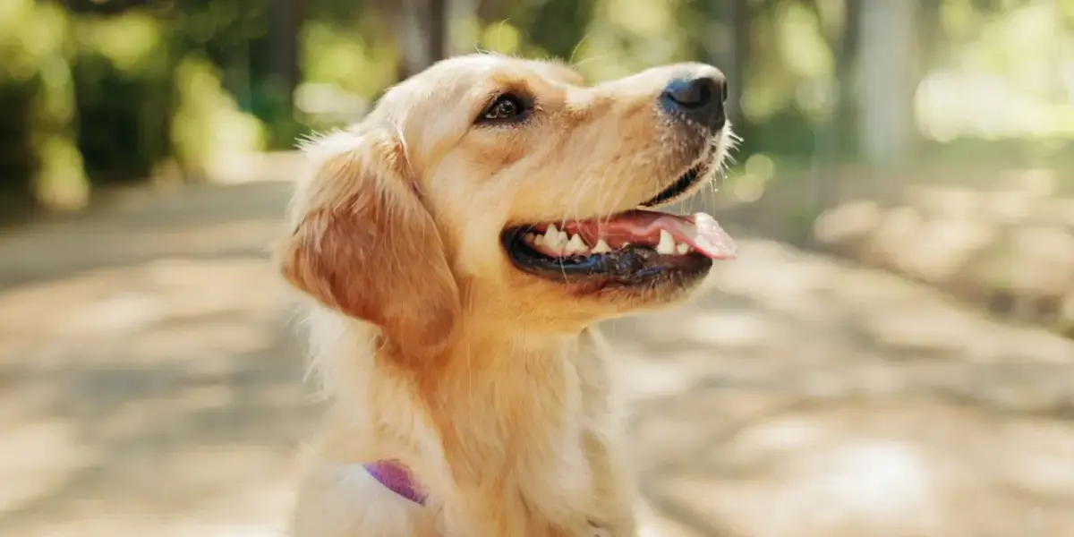 La stérilisation : un enjeu crucial mais insuffisant pour maîtriser la surpopulation canine et féline