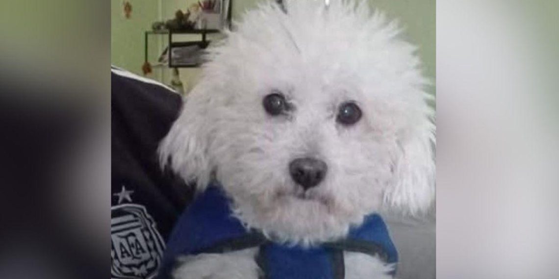 Un caniche volé à Santa Fe : un retournement inattendu qui émeut la communauté - plare. Un caniche volé à Santa Fe : un retournement inattendu qui émeut la communauté