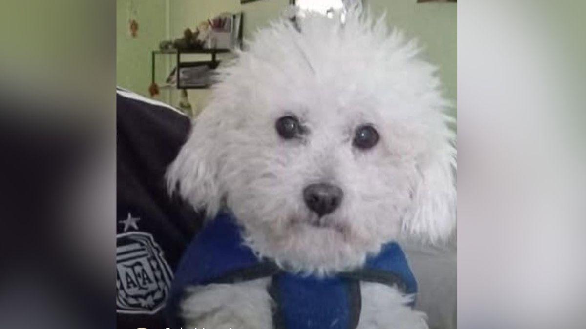 Un caniche volé à Santa Fe : un retournement inattendu qui émeut la communauté