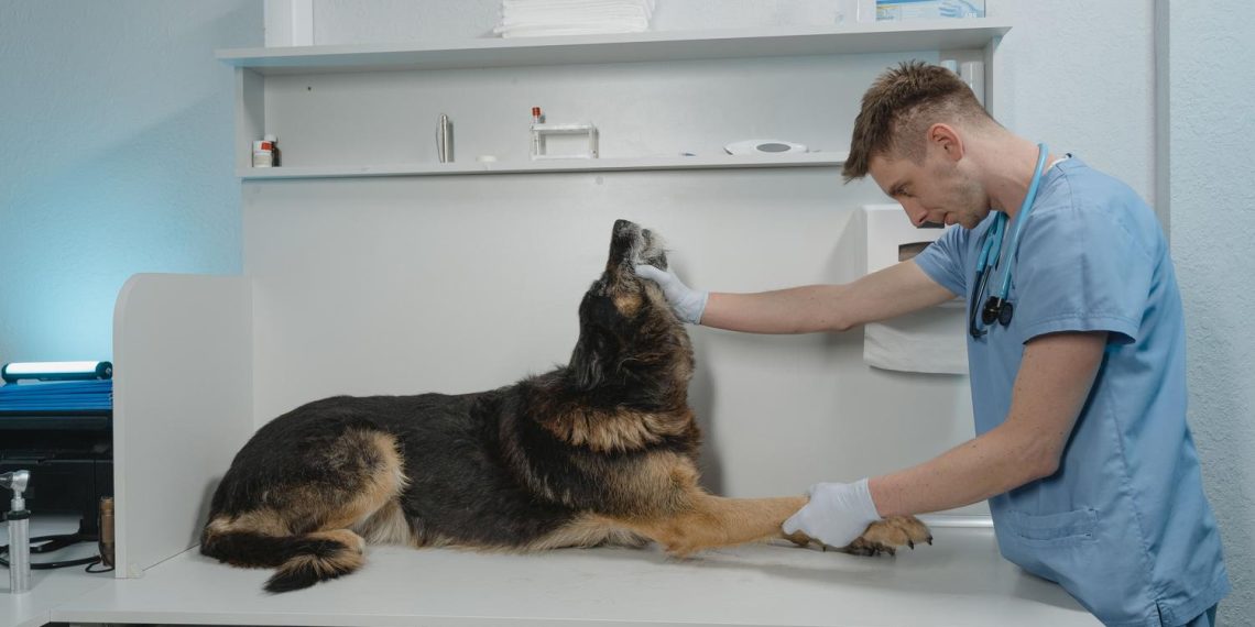 Células inflamatorias en el cerebro del perro : claves esenciales sobre encefalitis y meningitis canina. - plare. Células inflamatorias en el cerebro del perro : claves esenciales sobre encefalitis y meningitis canina.
