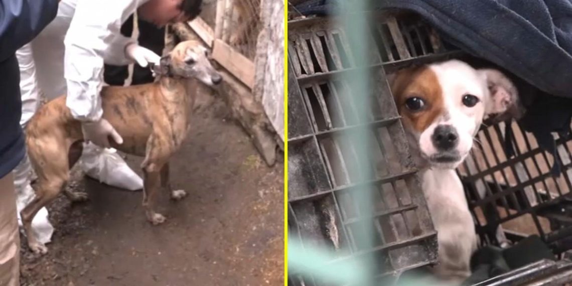 Rescatan a 15 perros de un criadero ilegal en Melipilla: un acto de valentía por los derechos de los animales - plare. Rescatan a 15 perros de un criadero ilegal en Melipilla: un acto de valentía por los derechos de los animales