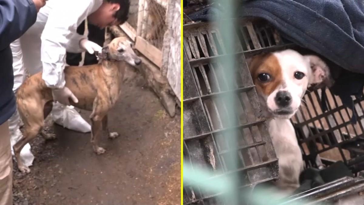 Rescatan a 15 perros de un criadero ilegal en Melipilla: un acto de valentía por los derechos de los animales