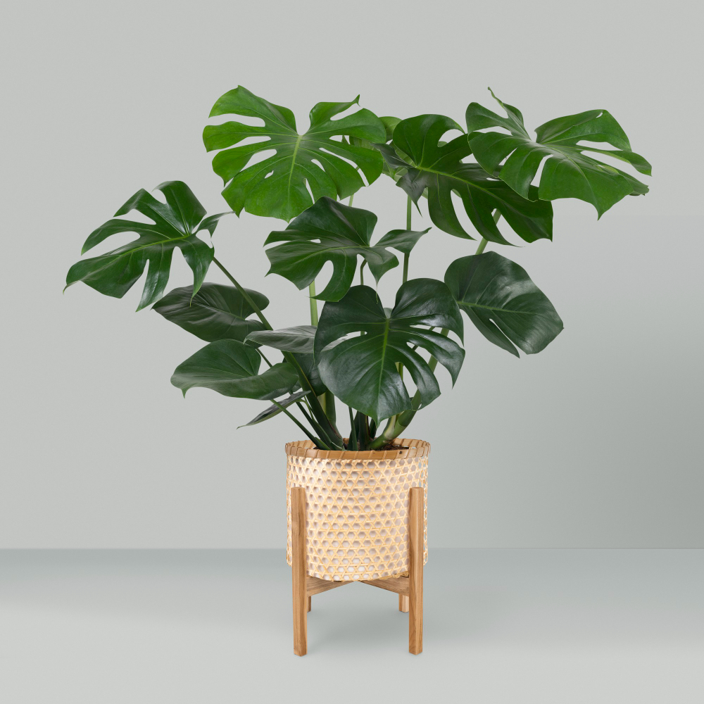 Monstera : tout savoir sur la star des plantes d’intérieur
